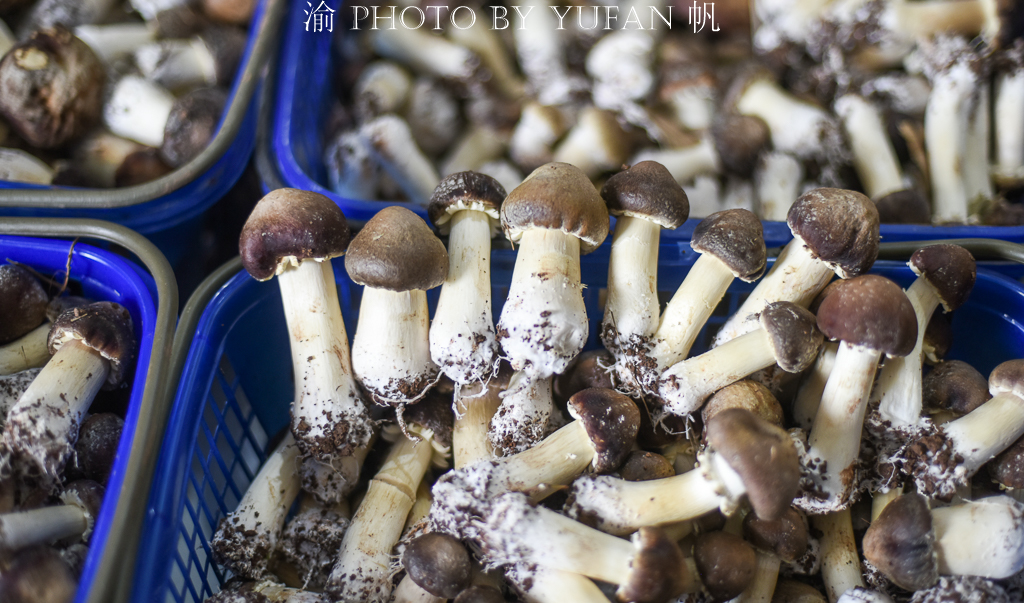 受新冠疫情影响，重庆潼南10万斤姬松茸销售受阻，老板欲哭无泪