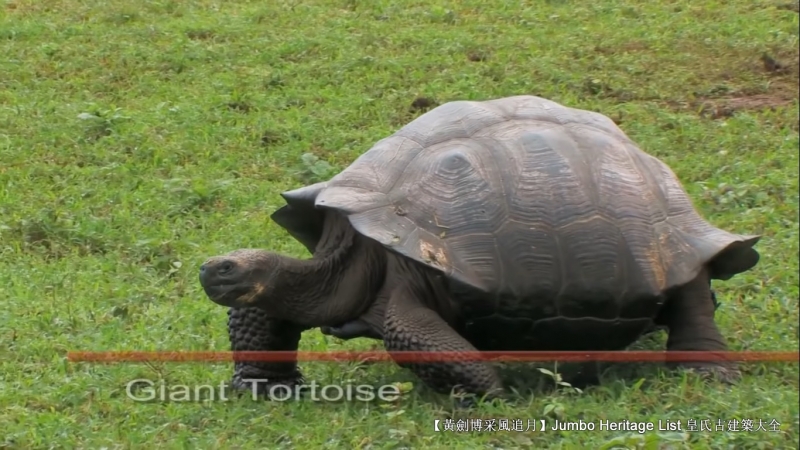 世界上最长寿的象龟多少岁,迄今发现最长寿的龟