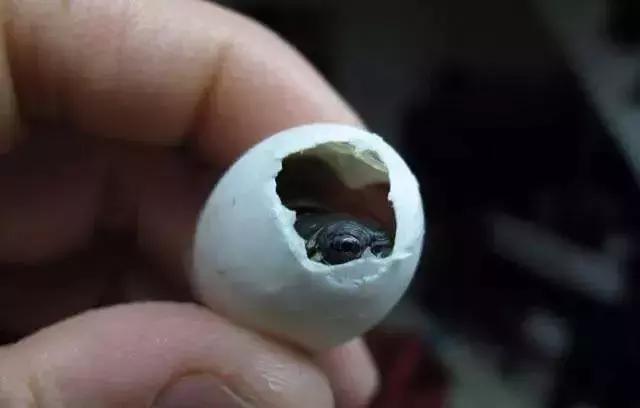龟苗最容易得什么病,如何帮助龟苗脱壳