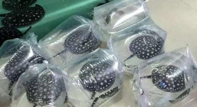 以剥削别人的利润购买而来的观赏鱼,是养不好的!