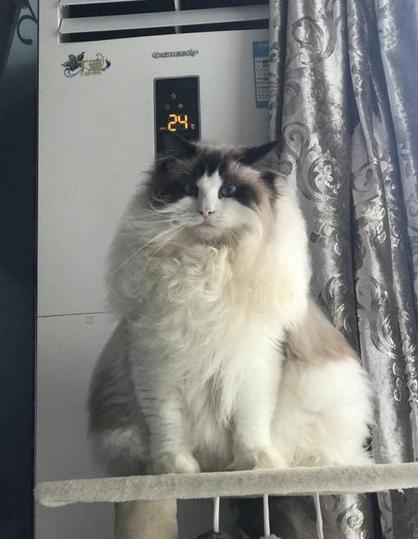 夏天猫咪怎么度过的,夏天猫咪怎么避暑旅游