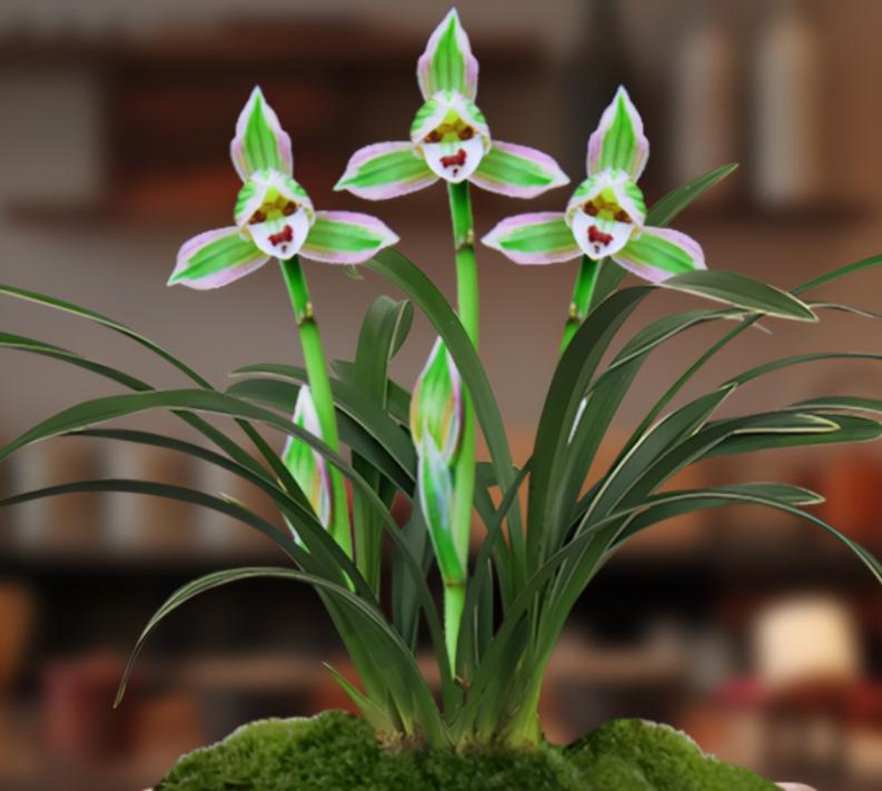 矮种建兰帝王妃开什么花,建兰帝王妃的种植方法