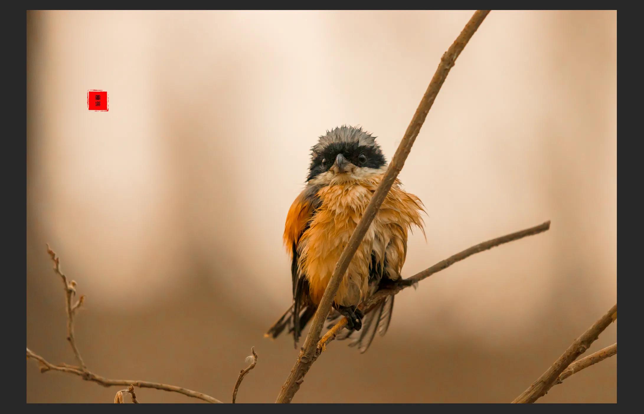 暴雪要来了最低零下三十度,暴雪真的要来了吗