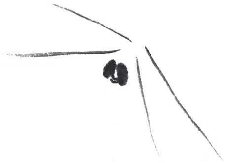 残荷蜻蜓国画画法及调色,徐湛国画蜻蜓的画法