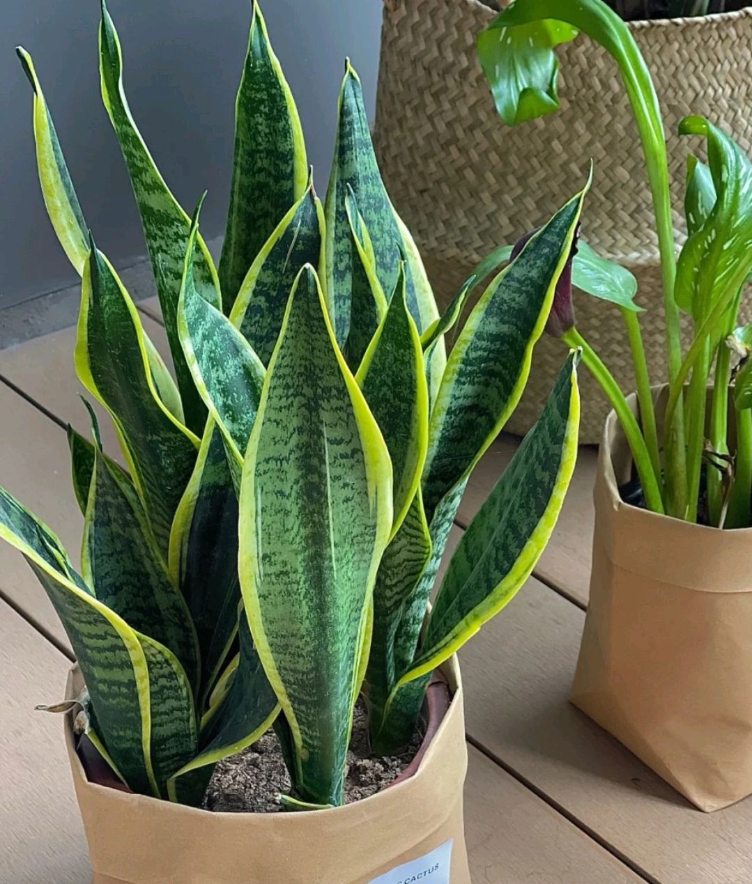 家庭养花的垃圾处理,垃圾养花有哪些好处