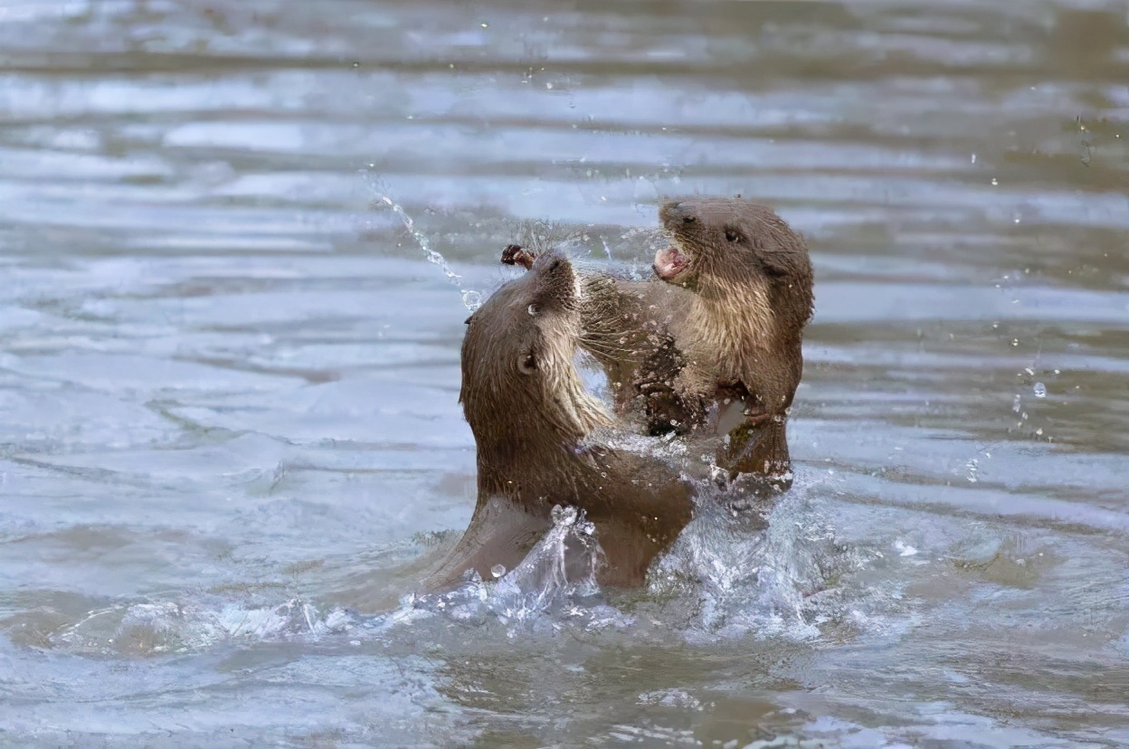 新加坡华人打架斗殴事件,新加坡打架最惨烈的一次