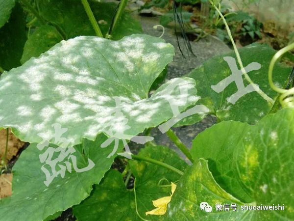 辣椒苗期病毒病的防治,辣椒蓟马花叶病