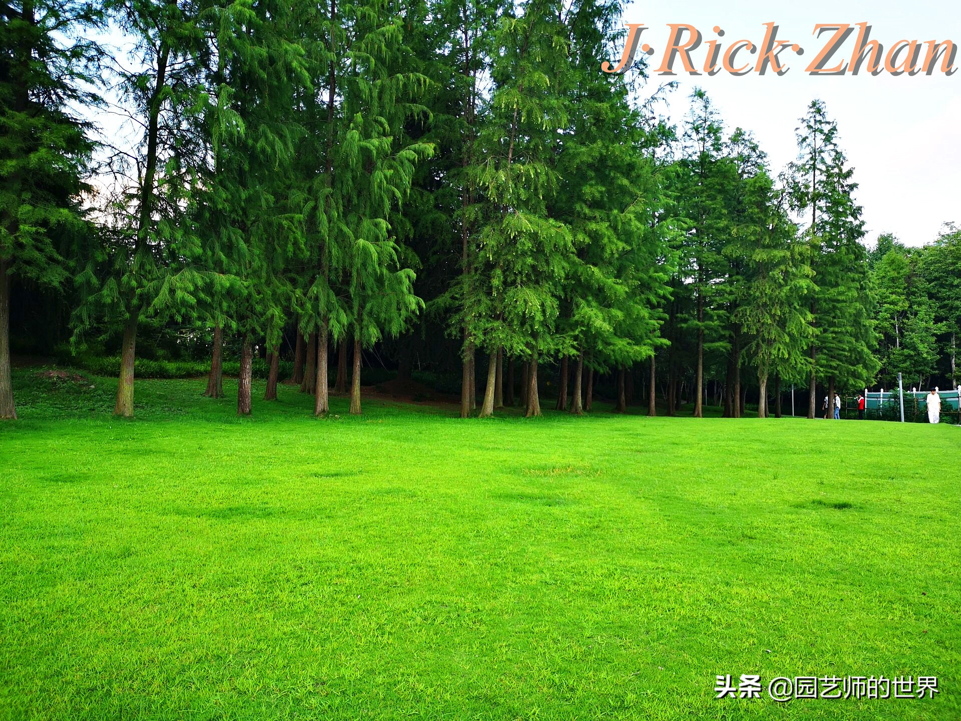 怎么种植草坪不长杂草,如何养好草坪