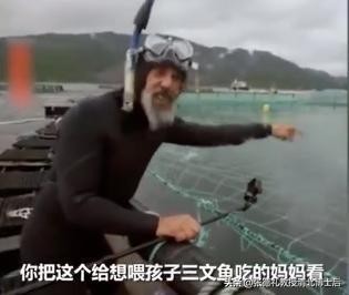 外媒曝光了挪威三文鱼养殖真相吗,挪威三文鱼养殖环境恶劣新闻