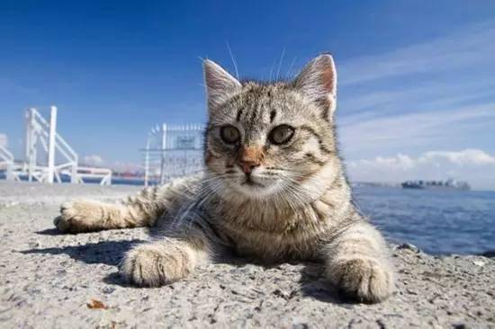 带猫这样玩才过瘾！史上最全遛猫攻略越看越爽