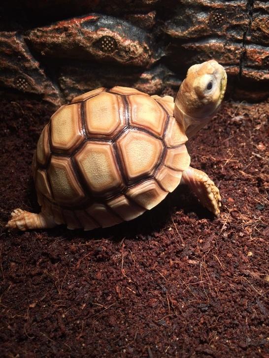 苏卡达陆龟排酸视频,苏卡达陆龟自动排酸是什么意思