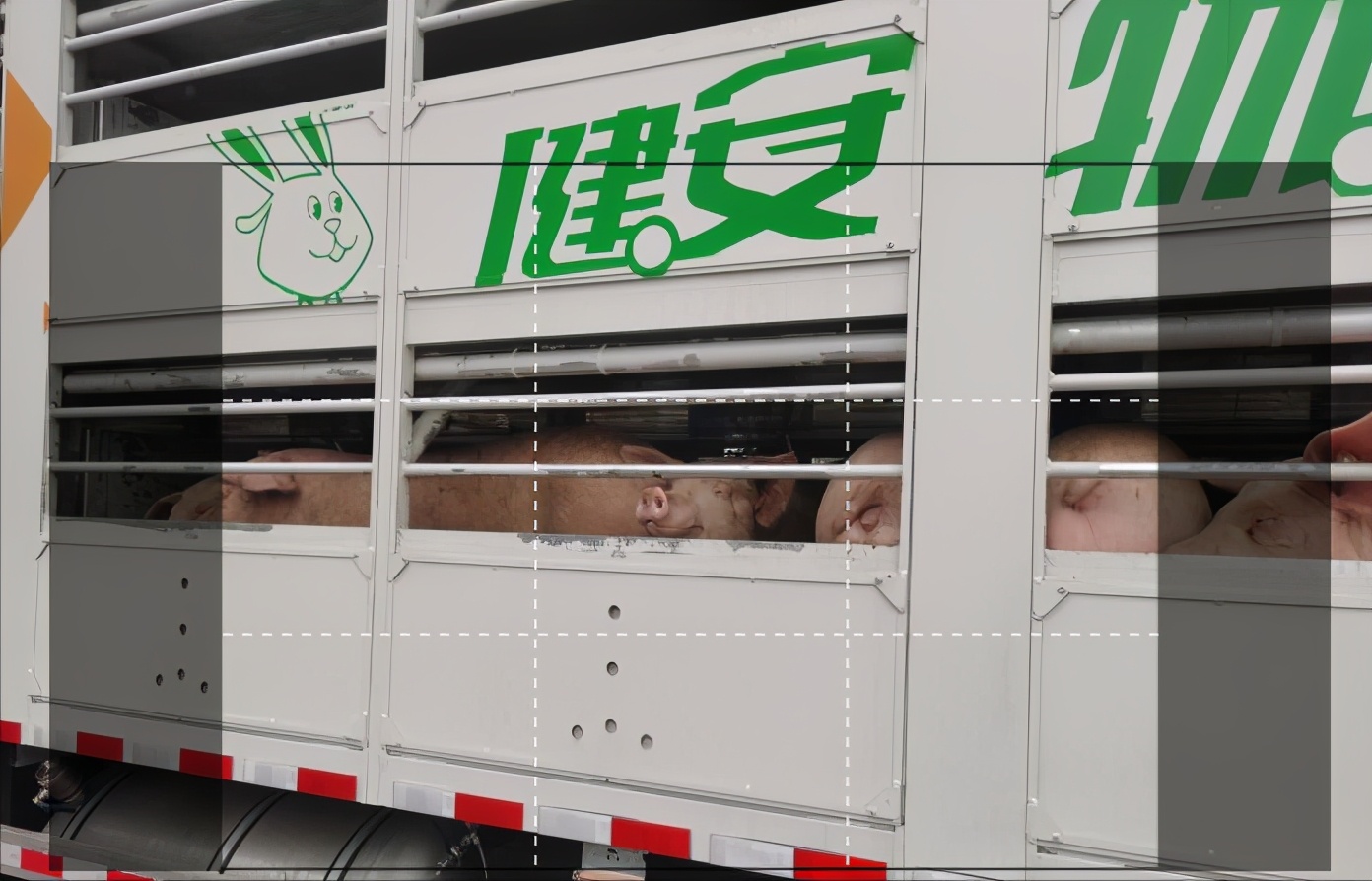 985头美国*猪种**落户四川，天价丹麦猪入境合肥，土猪或将灭绝？