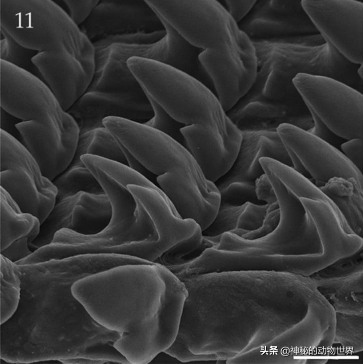 蜗牛是不是世界上牙齿最多的动物,蜗牛为什么被称为牙齿最多的动物