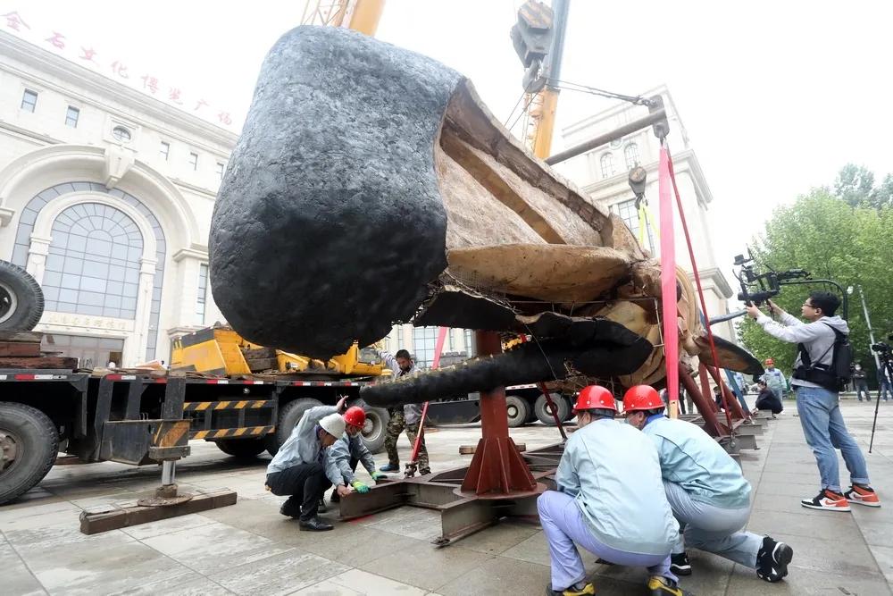 大连座头鲸标本,大连标本制作工厂