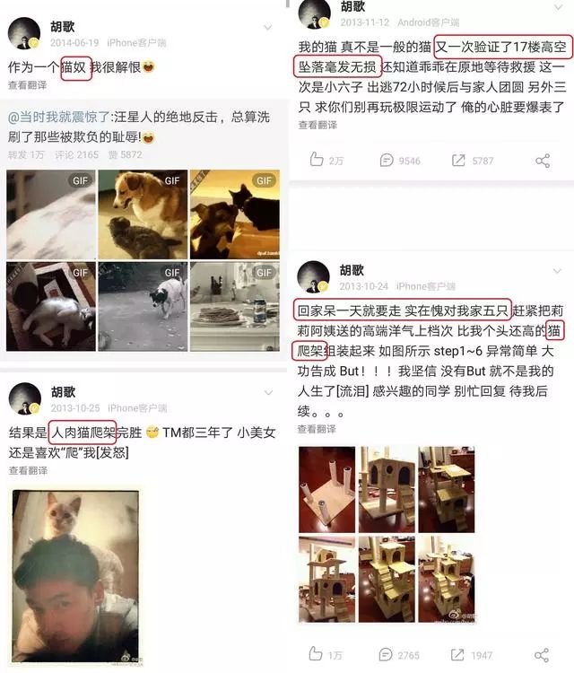 胡歌养的5只什么猫,胡歌的宠物猫