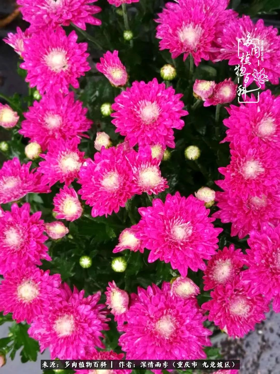 在重庆养多肉养的是一种信仰,重庆养多肉适合用什么土