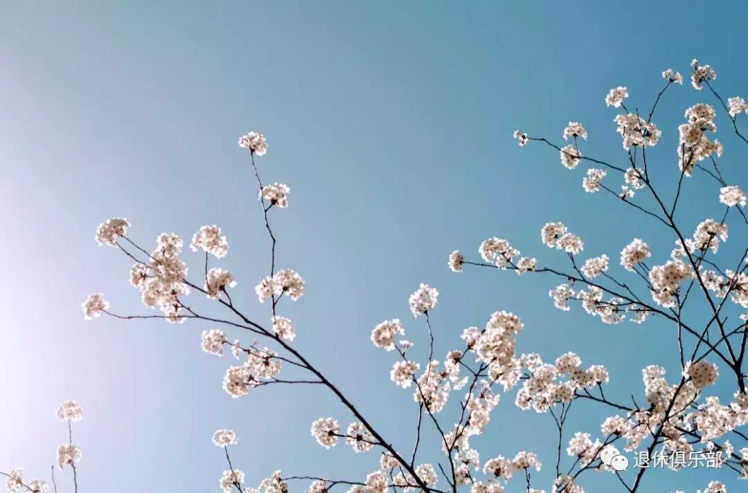 沪上11座公园为你准备的小“梅”好，你收到了吗？