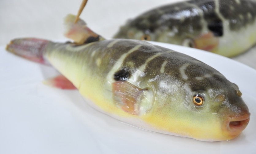 樱桃小丸子不能错过的美食,日本美食章鱼小丸子