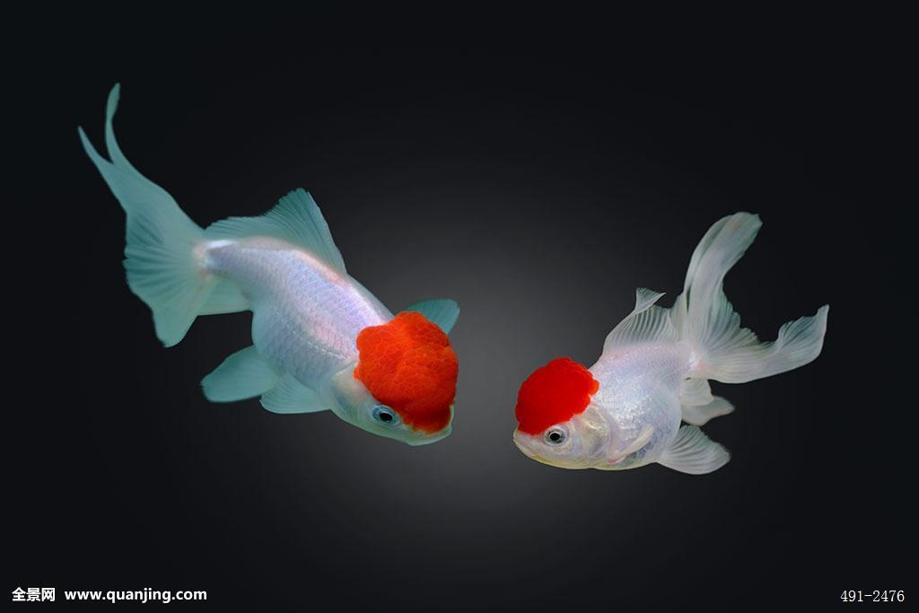 中国国粹金鱼介绍,中国国粹金鱼好养吗