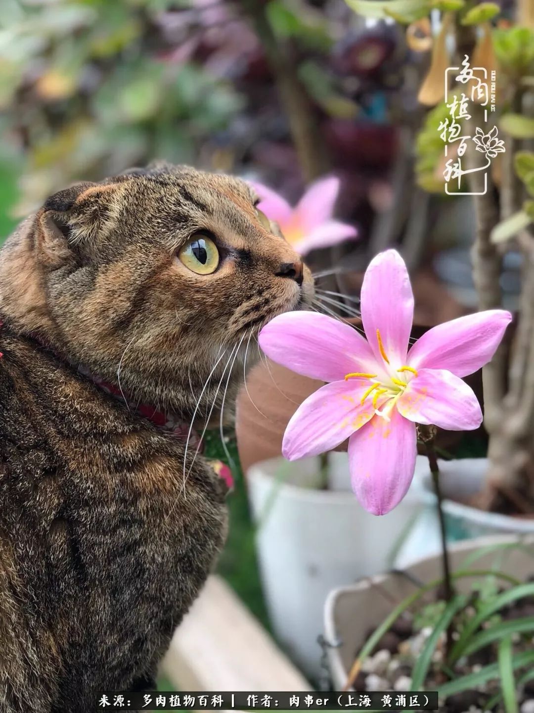 怎么用原相机拍多肉更好看,多肉怎么拍摄好看