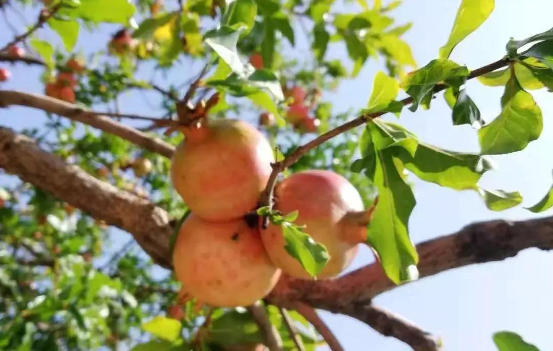 山东7月份有哪些水果可以采摘,山东10月份有什么水果可以采摘