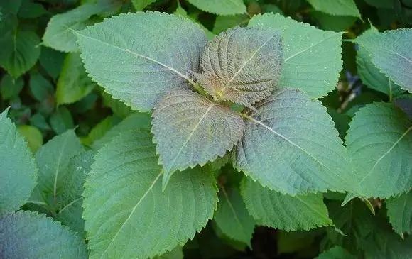 阳台养3种花足矣,阳台盆栽这3种菜容易存活