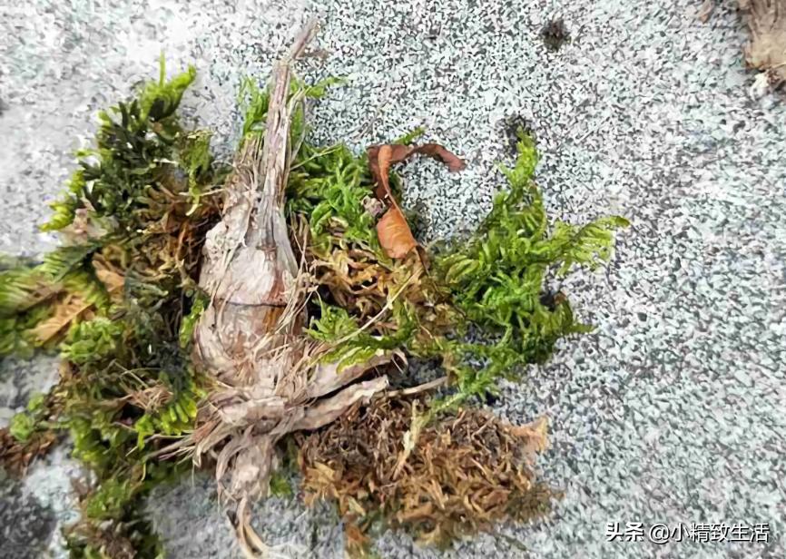 兰花枯萎怎么补救,兰花凋谢了如何再种