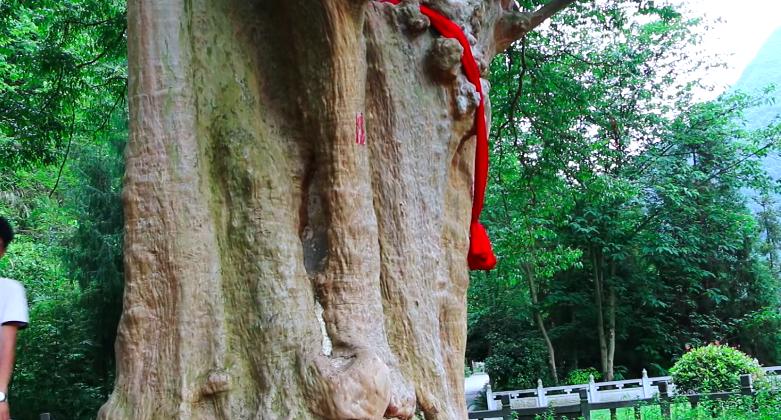 价值连城的紫薇古树,贵州千年紫薇树