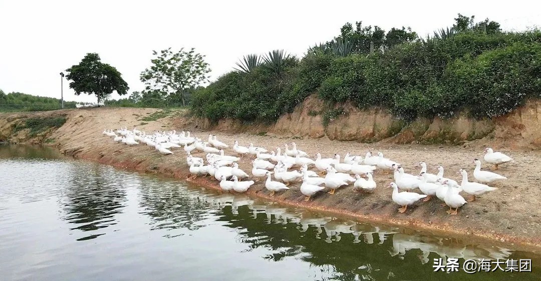 农民日报养殖视频,农民日报农民能挣多少钱