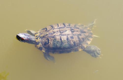 养小乌龟怎么注意温差乌龟不生病,乌龟怎样养才不容易生病