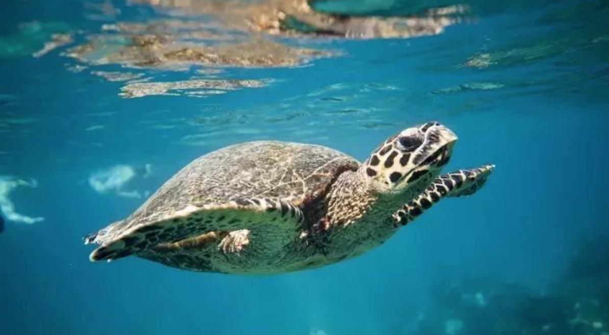 隐秘通关攻略,龙目岛攻略12天