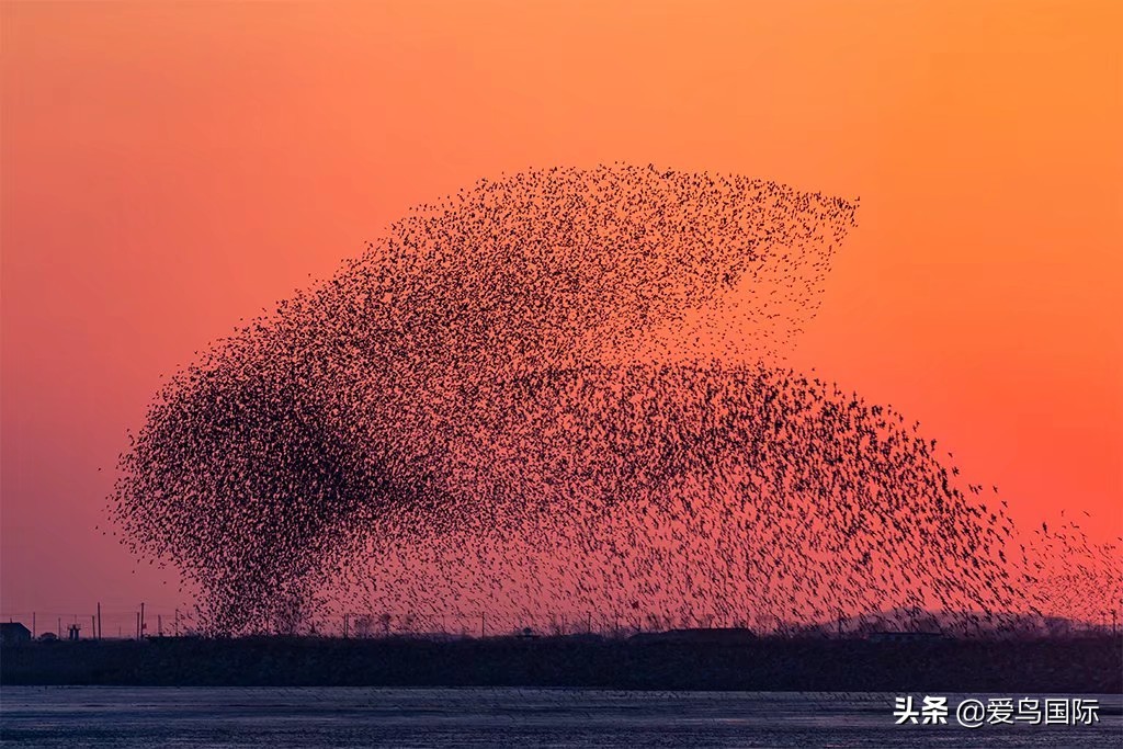鸟类最好看的照片,100张绝美鸟类图片