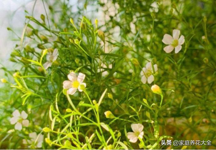 满天星开,满天星发芽到爆盆