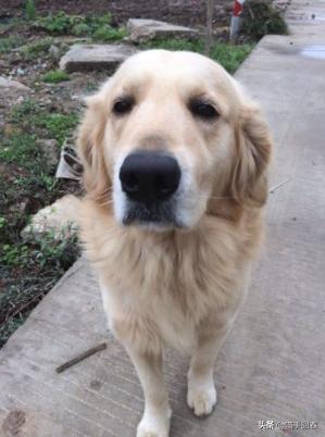 金毛看见小孩哭闹的视频,金毛在路上认出了主人