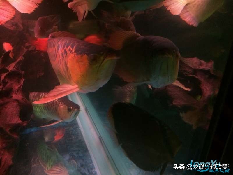 手把手教你做龙鱼最强营养秘方食谱--鲜虾牛肉狮子头,别馋哈