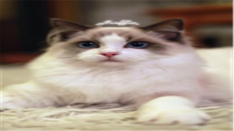 别被骗了！布偶猫多少钱？先看看“色块”