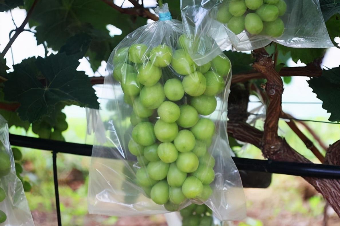 日本“地狱级难度”水果，我国用了17年没能摆平，太秋柿有多难种