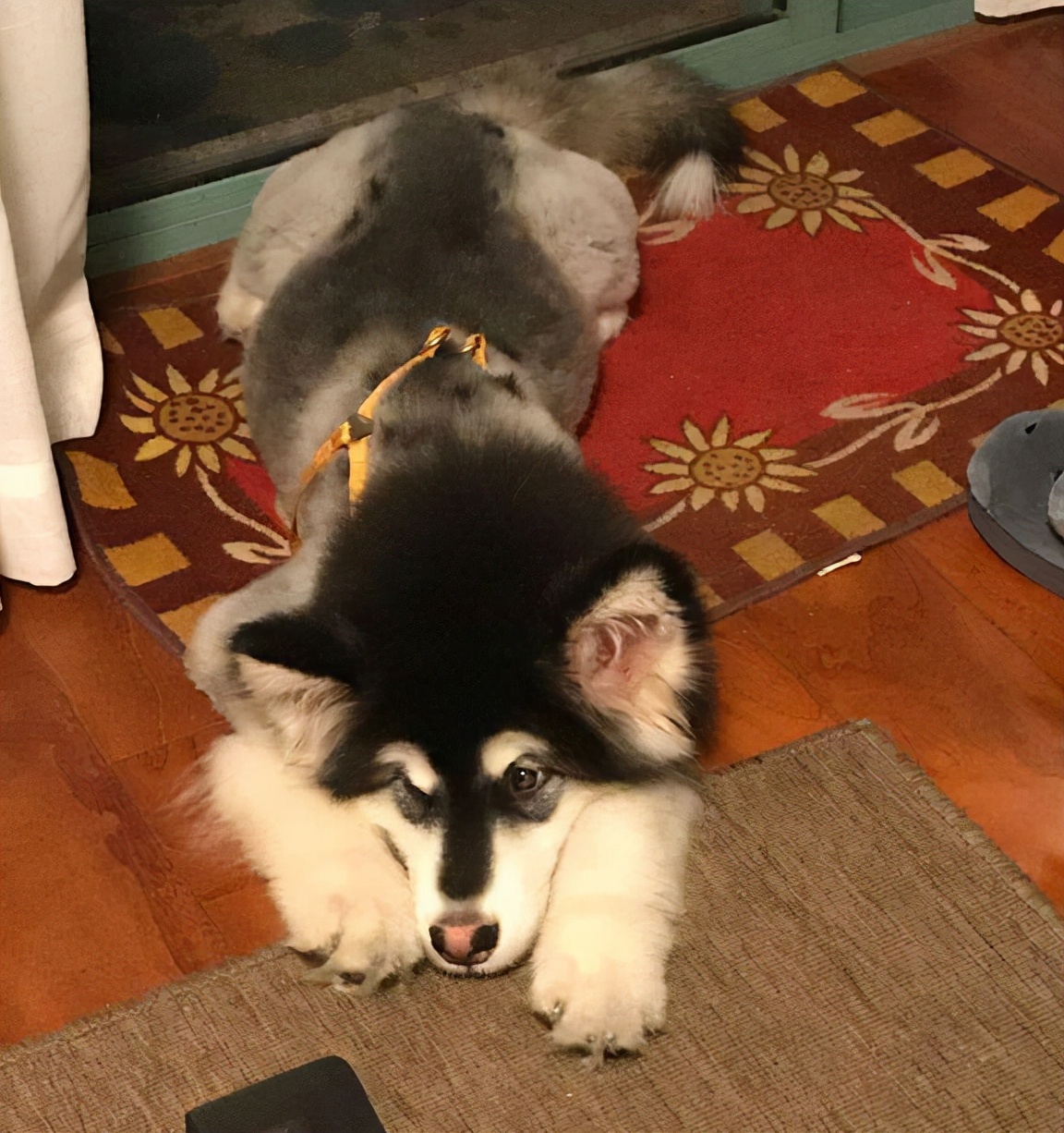 阿拉斯加挑食的解决办法