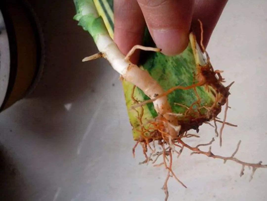 虎皮兰烂根了用什么方法处理,虎皮兰烂根后的补救方法