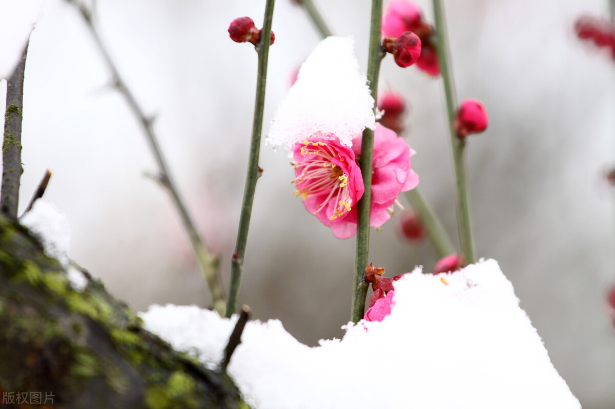 人生智慧七言句,梅花须逊雪三分白雪却输梅一段香