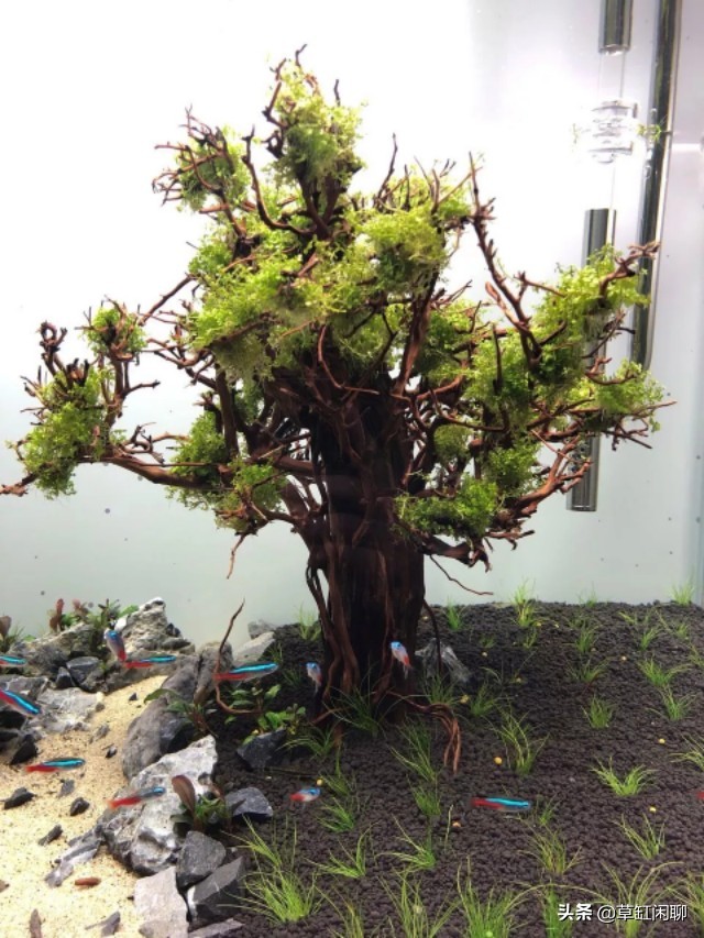 草缸造景新手入门,造景为什么一定要沉木或者杜鹃根