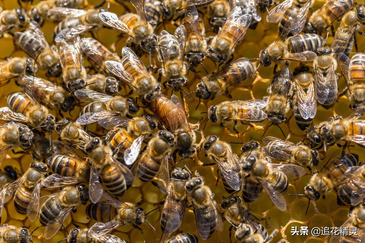 人工分蜂后蜂王什么时候恢复产卵,如何能让蜂王多产子