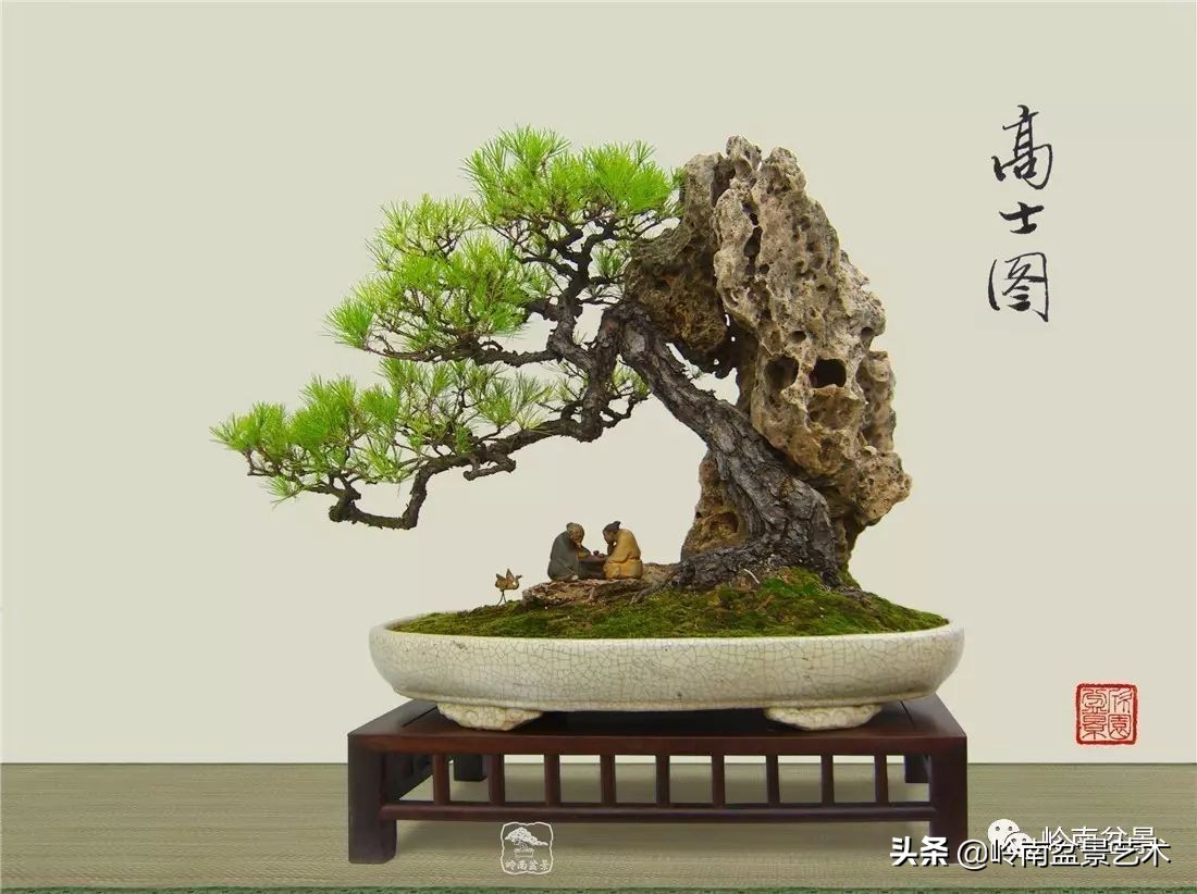 山松马尾松盆景,盆景大师郑永泰有书吗