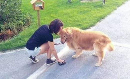 如果被狗追怎么办,被狗狗追着跑怎么办