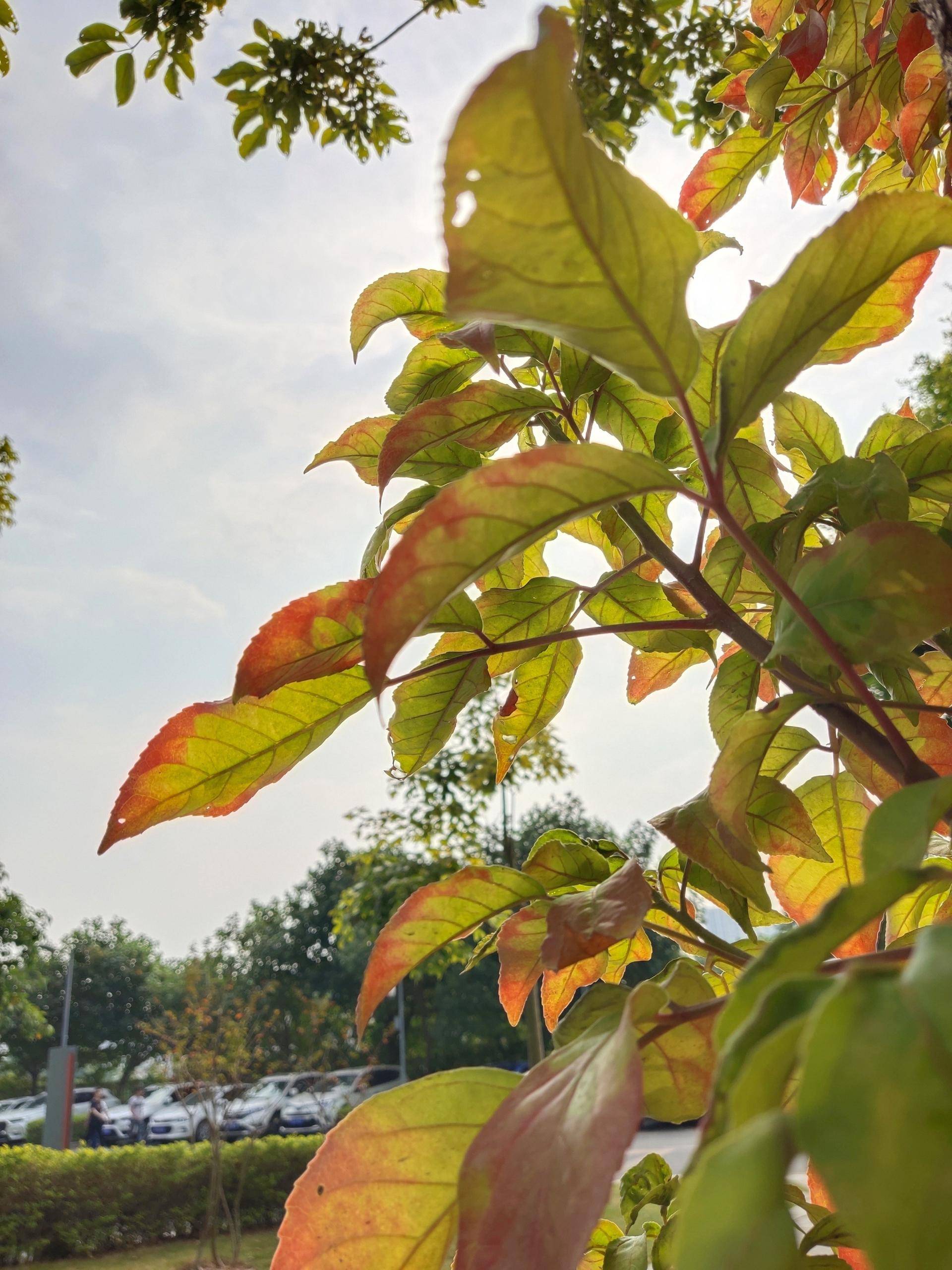 抓住最美时刻,vivos5照相技术