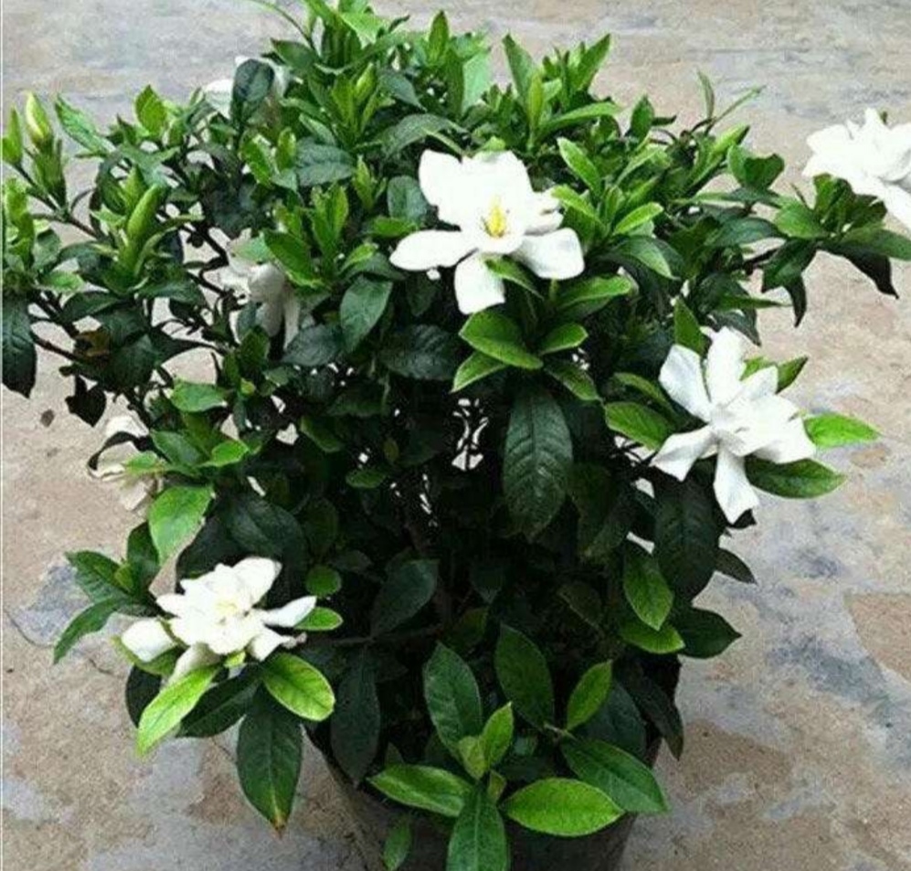 秋季怎样养栀子花结花苞,栀子花秋天为什么黄叶