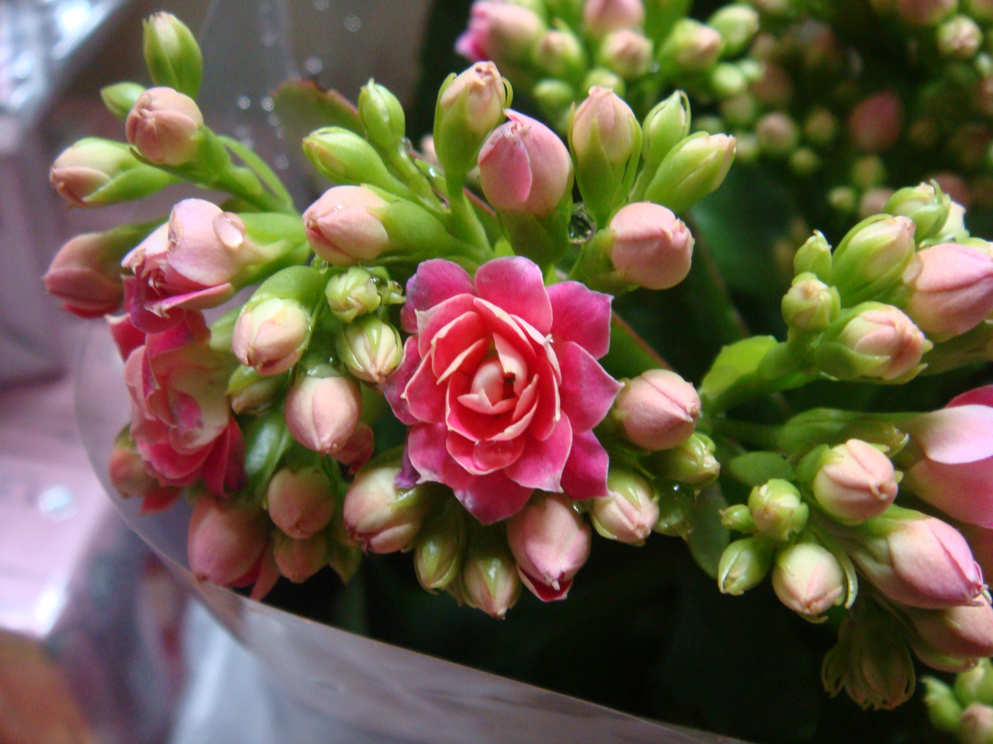 长寿花开始干枯怎么办,长寿花开花后干枯怎么办