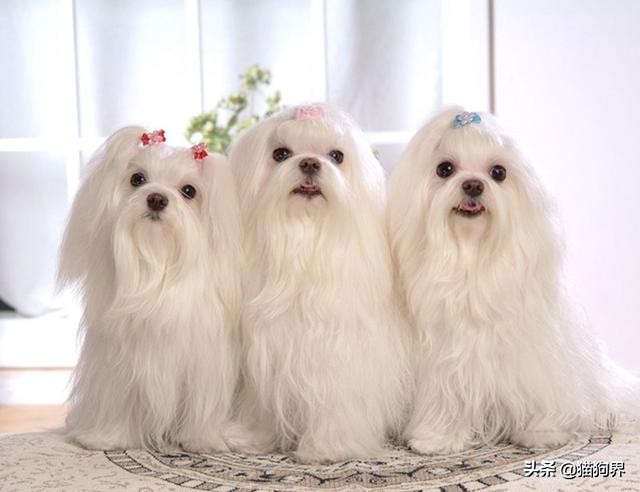 颜值小型犬,中小型犬颜值排行