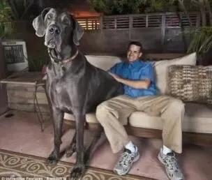 各国猛犬品种排名,各国品种猛犬