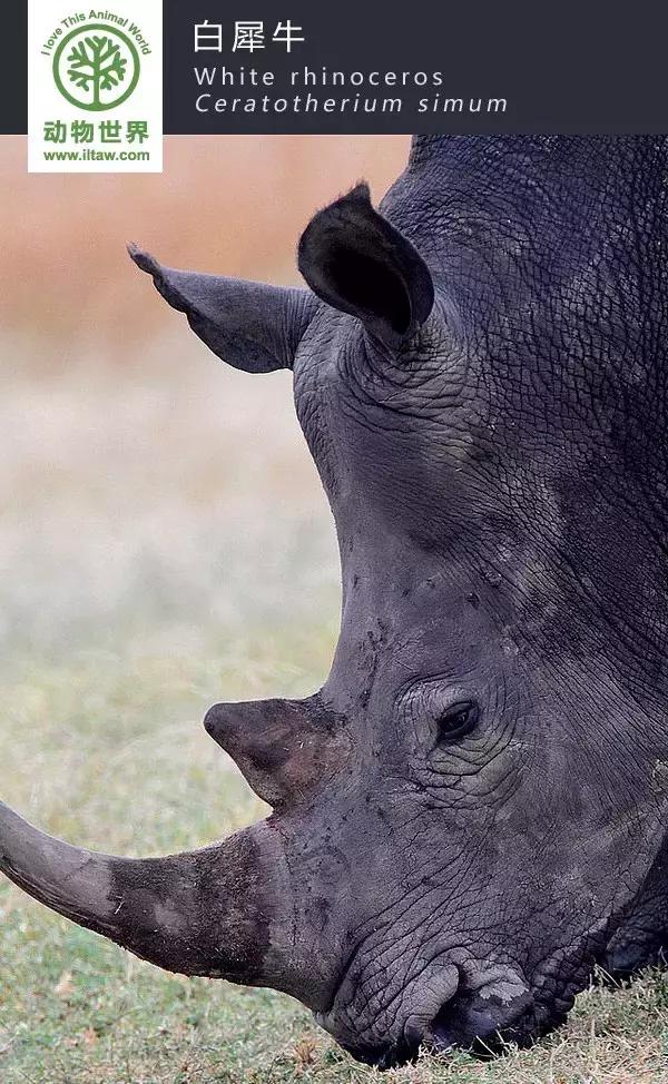犀牛奇蹄目犀科动物,犀牛体格威猛是一种珍贵动物